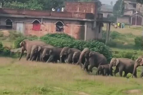 hathiyon ka jhund
