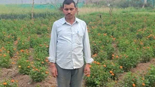 रोहतास के किसानों की महकी किस्मत: धान-गेहूं छोड़ गेंदे की खेती से हो रहे मालामाल, यूपी तक पहुंच रही खुशबू
