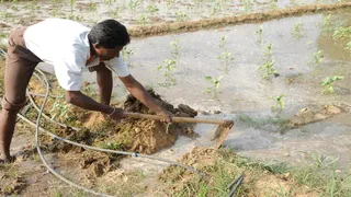 खेतों में जलभराव से फसल होता नुकसान। (प्रतीकात्मक फोटो)