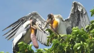 पक्षियों व फाल्ट से सुरक्षित होगी बिजली सप्लाई