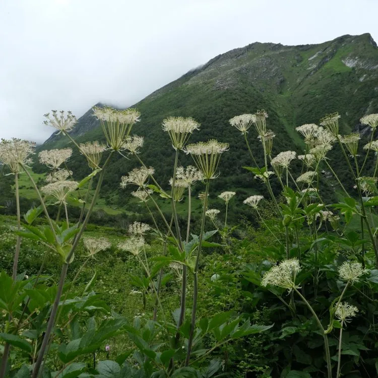 IRCTC Valley of Flowers package