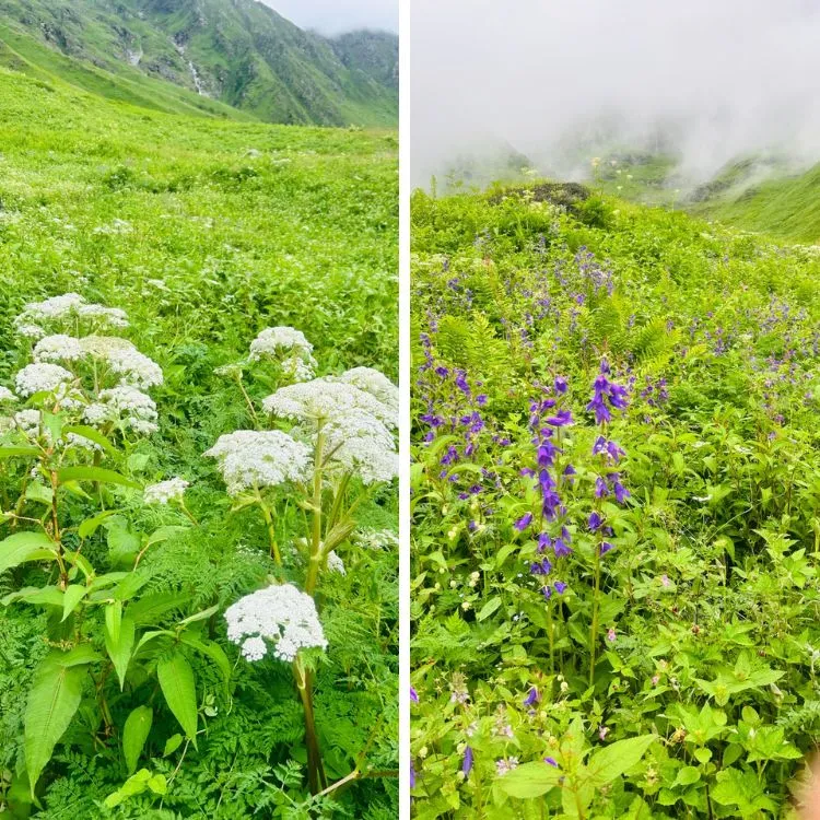 IRCTC Valley of Flowers
