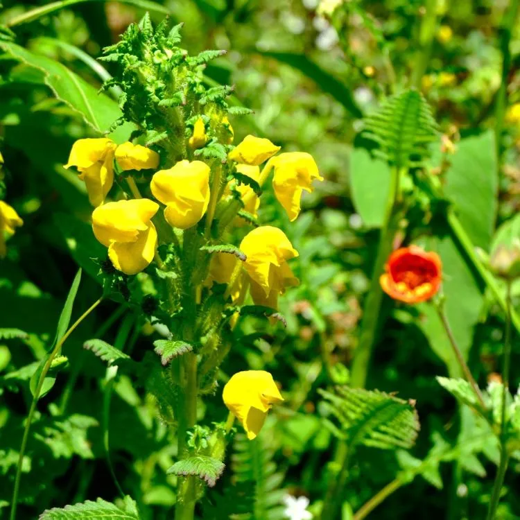 Valley of Flowers image