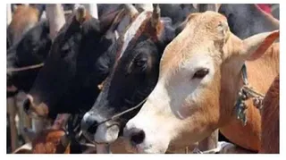 चंडीगढ़ में गाय का मीट पूरी तरह बैन कर दिया गया है। (सांकेतिक फोटो)