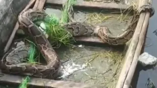 नौतन में जाल में फंसे अजगर को नाव में रखकर लाते मछुआरे।