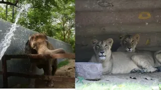 चिड़ियाघर में वन्यजीव। (प्रतीकात्मक चित्र)