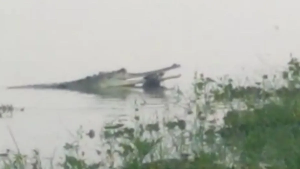 crocodile