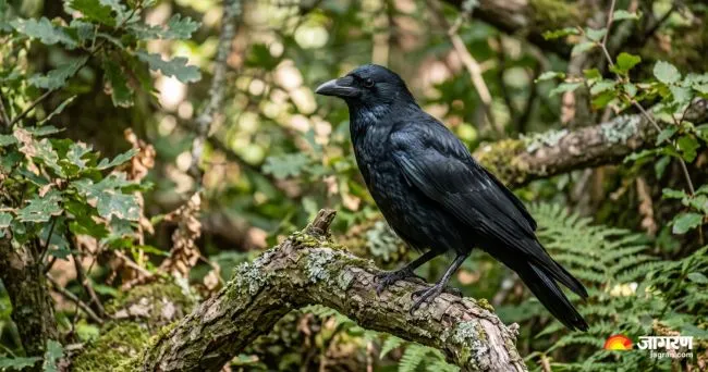 crow