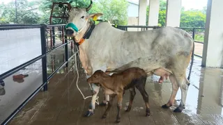 बीएचयू में भ्रूण प्रत्यारोपण से गंगातीरी सरोगेट गाय ने दिया साहीवाल बछिया को जन्म।