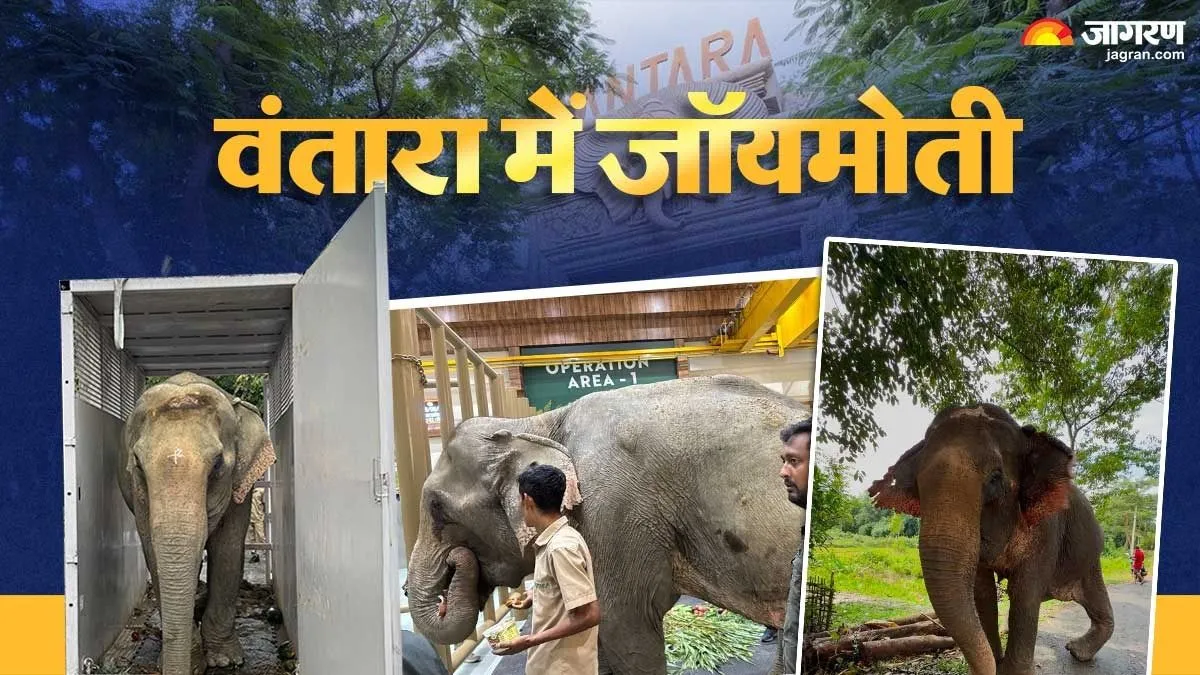 अनंत अंबानी के वंतारा में हुआ जॉयमोती हाथी का इलाज, असम-नगालैंड की बाढ़ से किया गया था रेस्क्यू
