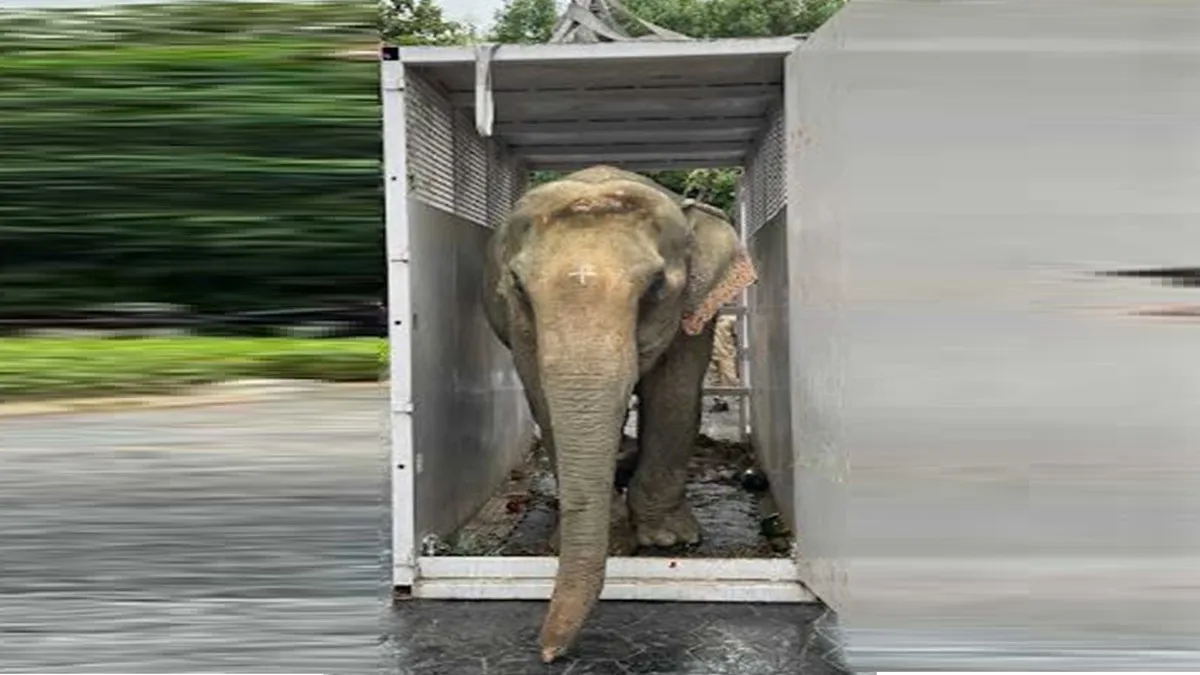 इलाज के लिए वंतारा पहुंची हथनी 'जायमोती', नगालैंड में बाढ़ से किया गया था रेस्क्यू