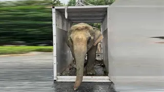 नगालैंड में बाढ़ से बचाई गई हथनी 'जायमोती' को इलाज के लिए ले जाया गया वंतारा (एएनआई)