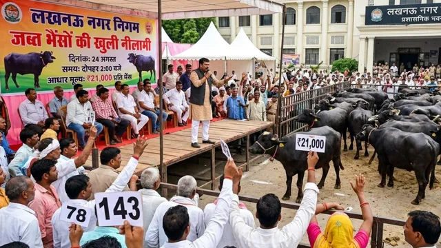 लखनऊ में 250 भैंसों की नीलामी कल, हर भैंस पर 21 हजार रुपये के बेस प्राइस से लगेगी बोली