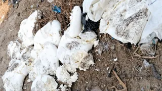 विभाग की तरफ से नष्ट की जा रही मिठाई।