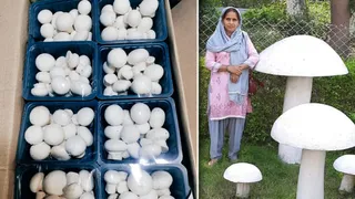 मशरूम की खेती के साथ रचना चौहान। जागरण