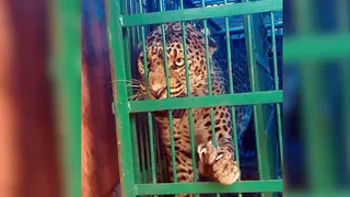 पिंजरे में कैद हुआ गुलदार।