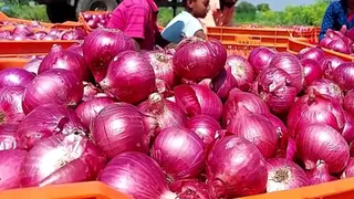 जम्मू में प्याज के दाम आसमान पर। (फाइल फोटो)