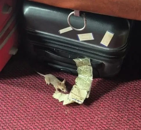 rat in AC coach 21415
