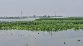 मोहिउद्दीननगर के दियारा क्षेत्र में एक बार फिर बाढ़ का खतरा मंडराने लगा है। फोटो: जागरण