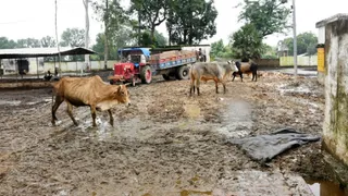 प्रयागराज के यमुनापार स्थित जसरा के कांटी गांव के गोशाला में फैला कीचड़। सौ. सूचना विभाग
