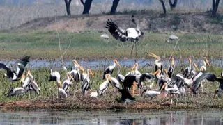 सांकेतिक तस्वीर।