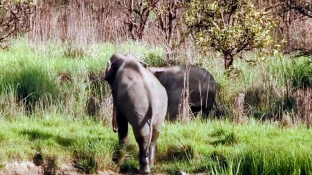 नेपाल से भारतीय जंगल की ओर बढ़ा 'गजराज' का कुनबा, बहराइच में अलर्ट; ग्रामीणों को किया गया जागरूक 
