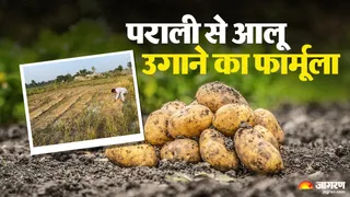 ऊना में पराली से ढककर आलू उगाने का शोध सफल हो गया है।