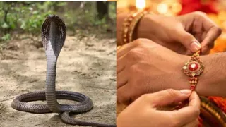 लुधियाना में रक्षाबंधन से पहले सांप के डसने से बहन के बाद भाई की भी मौत।