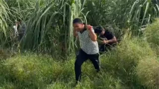 सोनीपत में ततैयों ने सर्वे करने के अधिकारियों-कर्मचारियों को दौड़ाया। फोटो: वीडियो ग्रैब