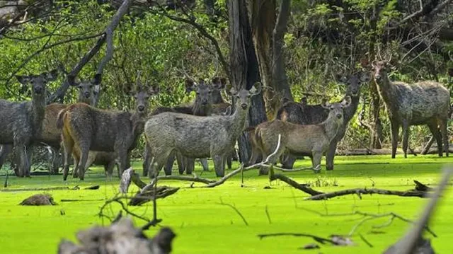 सुखना सेंक्चुरी के आसपास मनमानी नहीं चलेगी, 24.61 वर्ग किमी एरिया में अनियंत्रित निर्माण पर रोक
