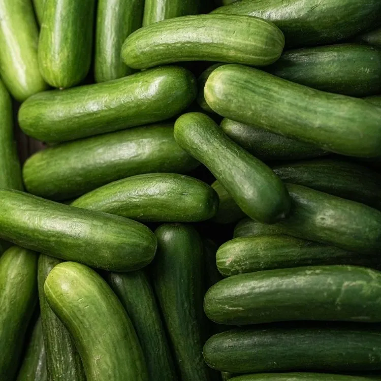 Cucumber