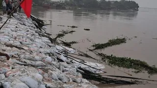 नवगछिया के राघोपुर-खैरपुर जमींदारी बांध पर भीषण कटाव; 220 मीटर लंबे बांध में से 150 मीटर गंगा में समाया
