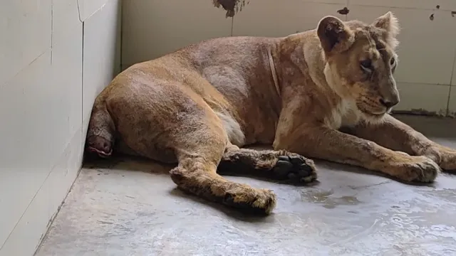 पूंछ कटने के बाद नहीं बच सकी शेरनी राधिका, इटावा सफारी में डेढ़ महीने के संघर्ष के बाद तोड़ा दम