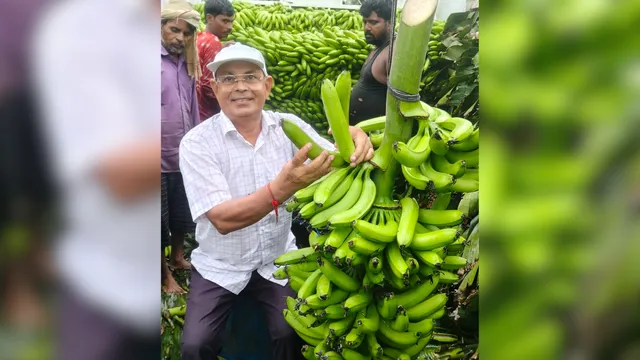 बाराबंकी के 'बनाना मैन' का नया प्रयोग, एक्वाडोर प्रजाति के केले ने दी बंपर पैदावार; बाजार में मिला ढाई रुपये ज्यादा दाम
