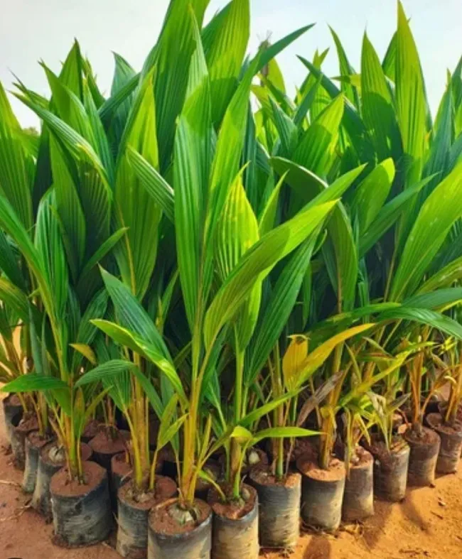 Coconut Farming 1