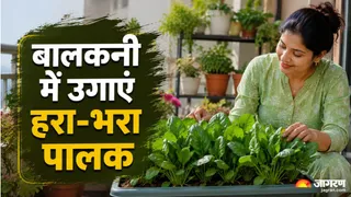 ताजे पालक की होम-फार्मिंग (Image Source: AI-Generated)