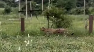 रिहाइशी इलाकों के पास खेत में मिली निर्वा चीता। (सौजन्य-कूनो प्रबंधन)