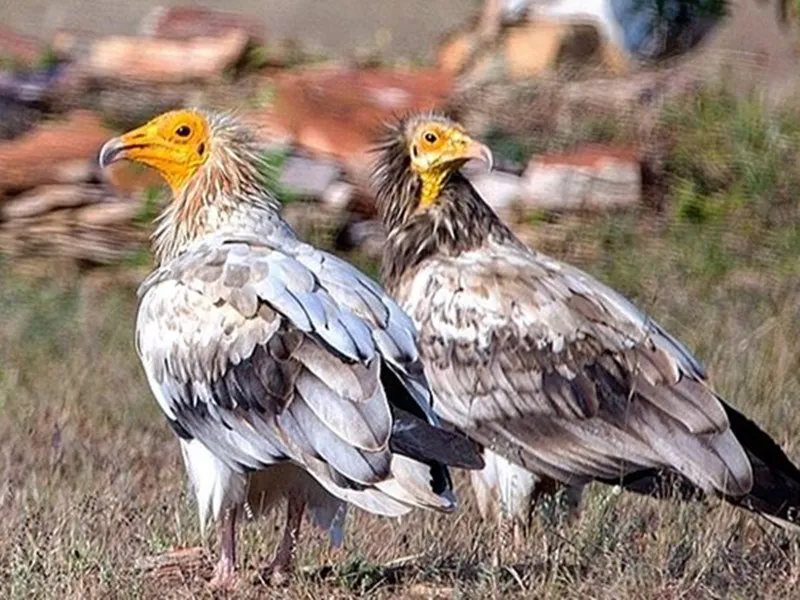 egyprian vulture