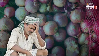 प्याज की बुवाई के क्षेत्रफल में 37% की कमी