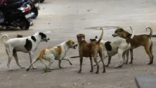 आवारा कुत्तों ने चार साल की बच्ची पर किया हमला (प्रतीकात्मक फोटो)