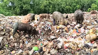 गेल्हापुर मार्ग पर कचरे में मंडराते सुअर। जागरण