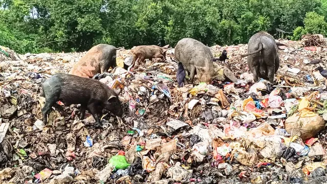स्वाइन फ्लू की चपेट में न आ जाए शहर, बीमारी फैला रहे सुअर, प्रतिबंध का फरमान पूरी तरह बेअसर