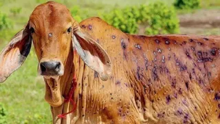 गांदरबल में लंपी वायरस ने बढ़ाई पशुपालकों की चिंता।