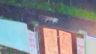 सरायइनायत के धनैचा-मलखानपुर में एक सितंबर की देर रात विचरण करता तेंदुआ।