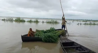 पशुओं के लिए नाव से हरा चारा लाते किसान। जागरण