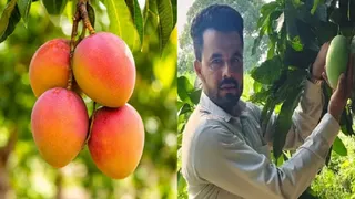 इजरायल का माया आम और थाइलैंड के आम को दिखाते नर्सरी संचालक।