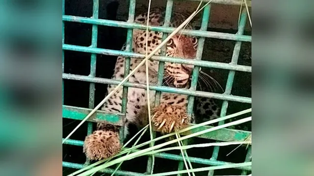 बहराइच में बकरी का शिकार करते ही पिंजरे में कैद हुआ तेंदुआ, सगे भाइयों पर भी किया था हमला
