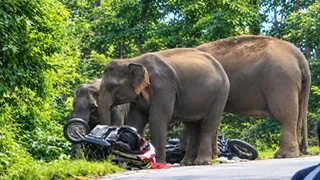 कोटद्वार-पुलिंडा मार्ग पर हाथियों के झुंड ने मचाया आतंक. Jagran