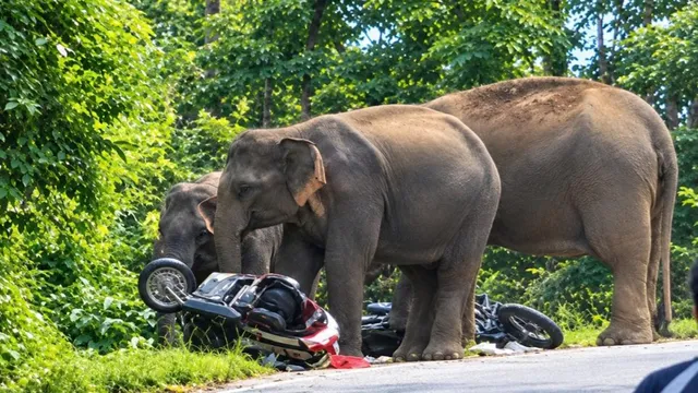 उत्तराखंड के कोटद्वार में हाथियों का तांडव, चिंघाड़ते हुए लोगों के पीछे दौड़...कई वाहनों को तोड़ा