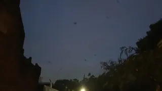 आसमान में दिखा चमगादड़ों का झुंड।